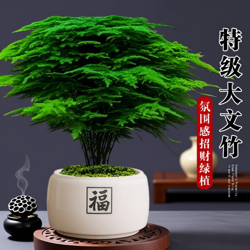 大文竹盆栽招财旺宅桌面盆景办公室内客厅茶室禅意绿植物四季摆放