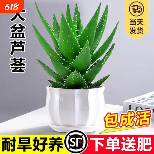 芦荟盆栽大盆室内可水培净化空气绿植办公仙人掌多肉植物四季好养