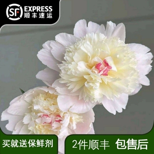 芍药凤羽落金池鲜切花家用花卉水养插花云南基地直发2件顺丰包邮