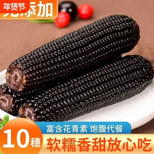 东北黑糯玉米独立黏黏甜糯玉米紫玉米减健身代餐整箱黑玉米10根