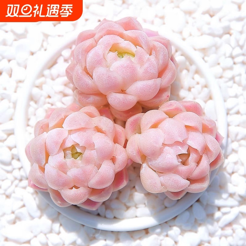 【新店】月影女神阿尔巴多头群生多肉植物花卉盆栽稀有办公室阳台