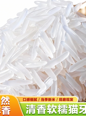 正宗猫牙米大米10KG晚稻长粒香米新米香米250g500g煲仔饭现磨新鲜