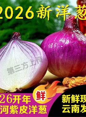 现挖直发紫皮洋葱应季多汁葱头批发蔬菜新鲜种植不辣当季食用自种
