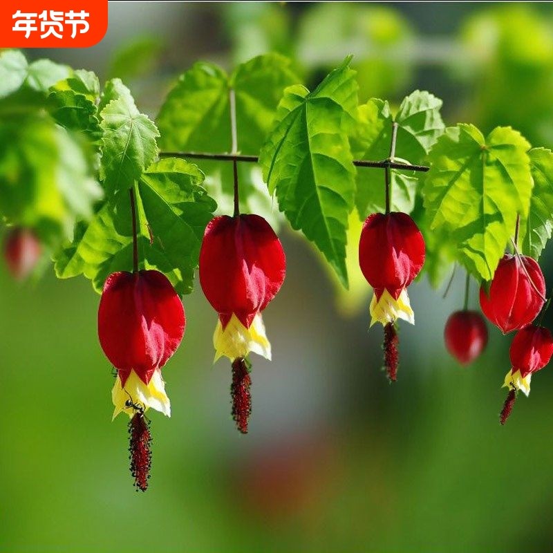 藤本风玲花卉蔓性悬风铃花红灯笼花盆栽藤蔓植物阳台庭院爬藤草本,鲜花速递/花卉仿真/绿植园艺,绣球/木绣球/木本植物,淘宝优惠券,粉丝福利购,淘宝优惠卷
