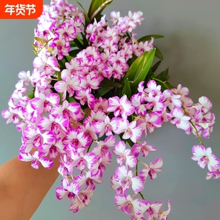 现带花红泼墨石斛盆栽秋石斛兰花苗花卉绿植净化空气香水蜜桃粉黛