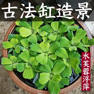 浮萍造景水草鱼缸水培植物和鱼共养水上冒泡净化水质养鱼水芙蓉