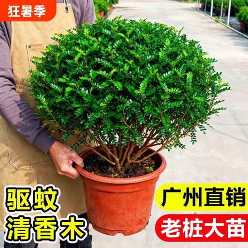 清香胡椒木盆栽花卉室内外薄荷驱蚊草植物树苗老桩盆景九里香绿植