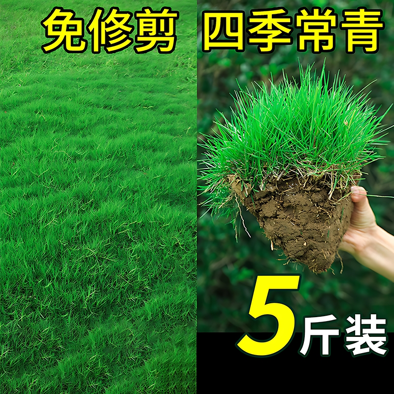 人人O亓 擼2个O亓O亓 蔬菜瓜果种子 社群免单