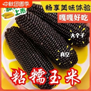 正宗黑糯玉米特产新鲜黏苞米粘甜玉米棒低脂代餐