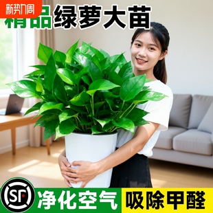 绿萝盆栽室内长藤大叶绿植客厅水培植物特大号办公室净化空气植物