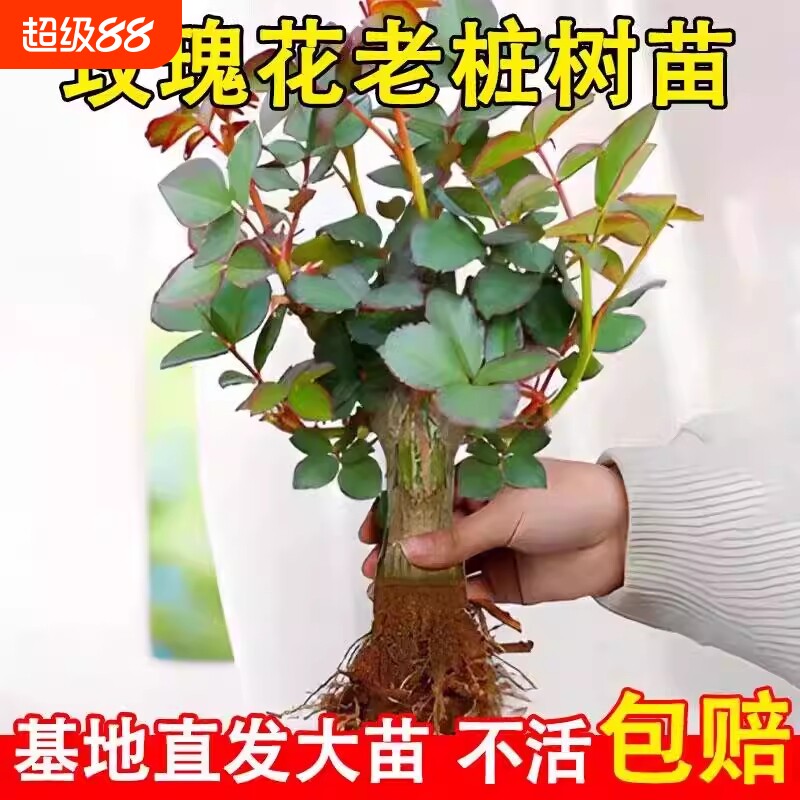 月季老根盆栽玫瑰|119人收藏图片