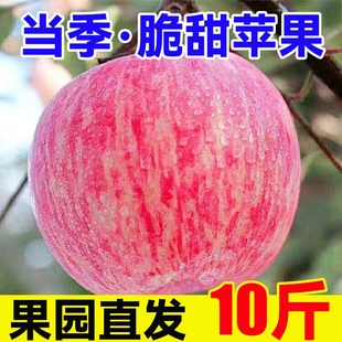 红富士苹果水果应季 新鲜脆甜陕西苹果冰糖心丑苹果不打蜡整箱特价