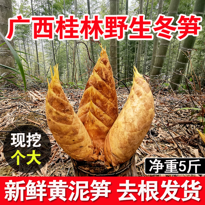 广西桂林新鲜冬笋农家现挖5斤野生大冬笋鲜竹笋嫩笋尖特产批发10