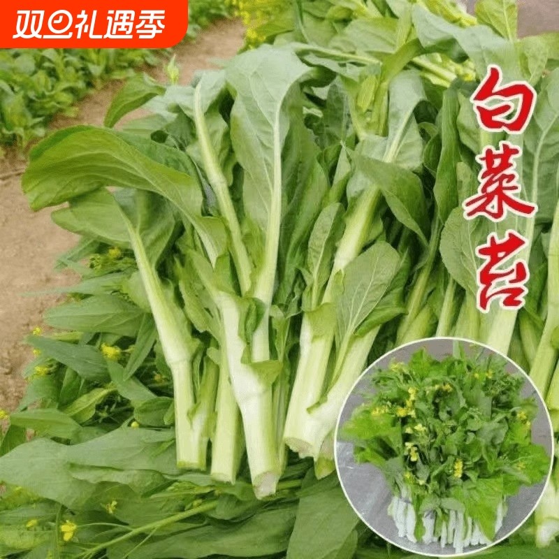 白菜苔种子白菜苔芯种籽四季播菜薹大田农家阳台盆栽蔬菜种孑