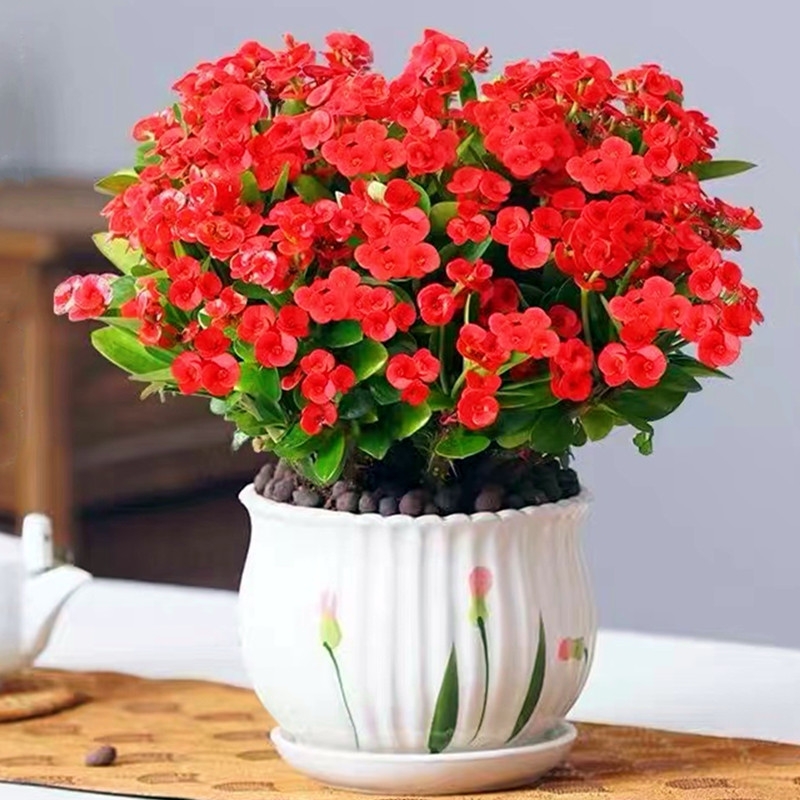 铁海棠盆栽大花虎刺梅水培盆景室内绿植物四季开花卉客厅多规格