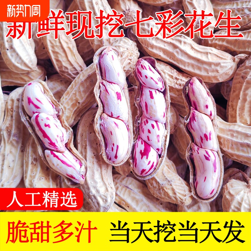 新货云南七彩花生带壳生熟七彩野地花生米黑花生种子特级普洱特产