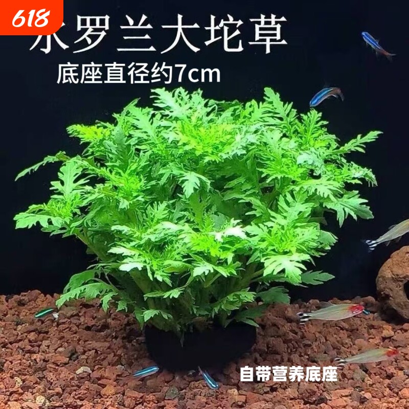 水罗兰坨草鱼缸造景水草绿植阴性后景净水增氧水草新手懒人好养活
