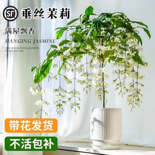 垂丝茉莉盆栽带花苞老桩阳台室内垂吊绿植物花卉四季开花客厅庭院