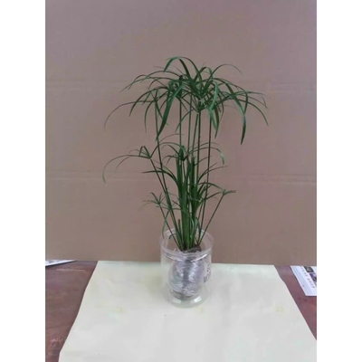 水竹水培植物盆栽风车草旱伞草水生鱼缸水养好养挺水植物插花棕竹
