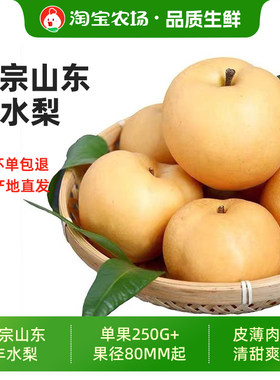 正宗山东丰水梨当季现摘脆甜爽口汁多味甜送礼首选新鲜时令好水果