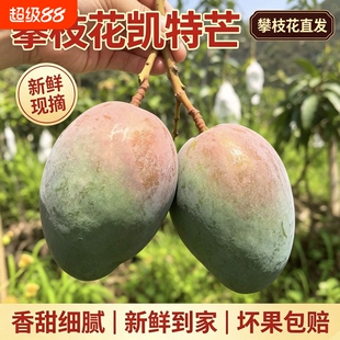 新鲜现摘攀枝花凯特芒果9斤新鲜水果当季米易芒果甜青皮大澳芒果