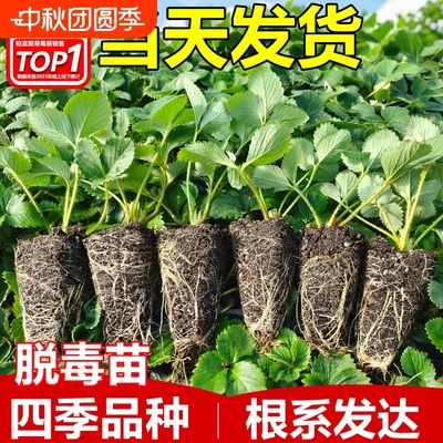 柏宜斯一年生当年结果
