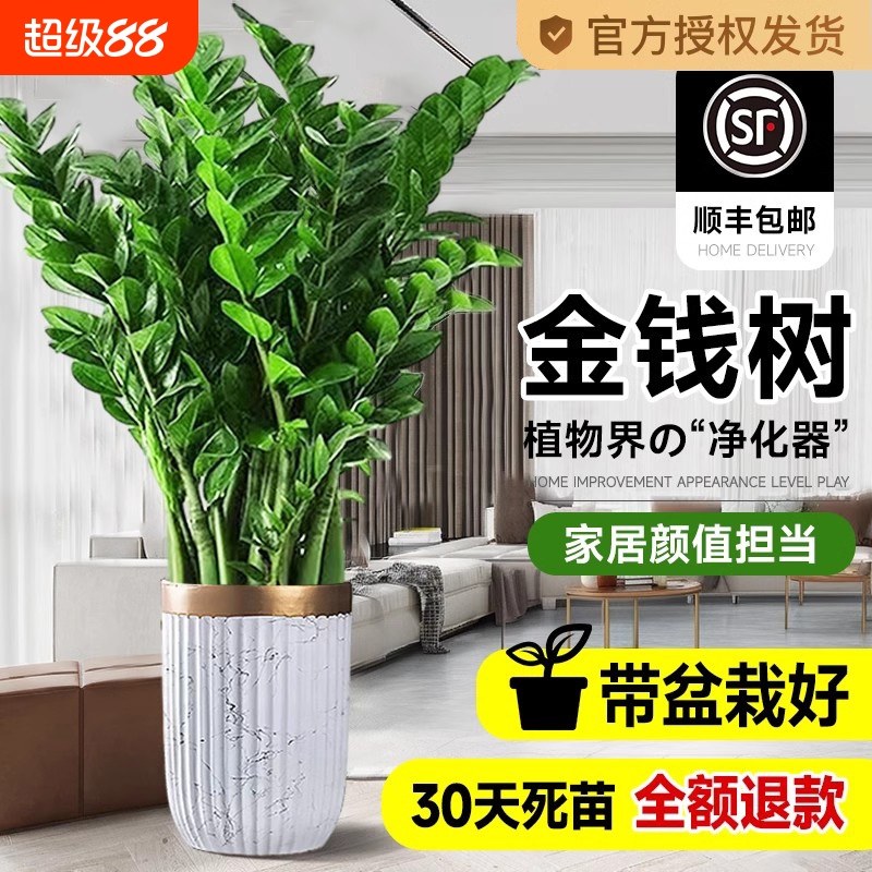 金钱树盆栽客厅大花盆办公室内旺宅树大型绿植物大棵开业乔迁送礼