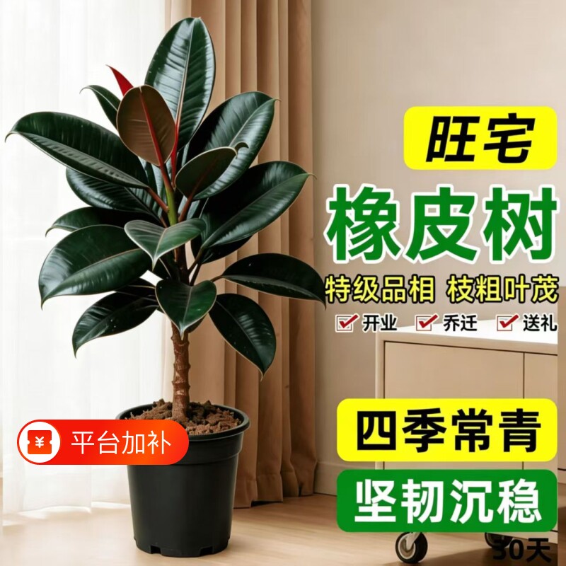 黑金刚橡皮树客厅大盆栽真绿植室内大型大叶花卉植物盆景老桩