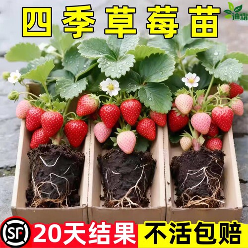 草莓苗秧盆栽四季丹东红颜奶油牛奶大棚种植裸根脱毒秧苗南方批发
