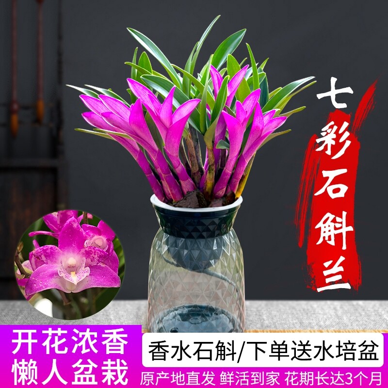七彩香水石斛兰花四季好养绿植净化空气客厅室内水培浓香盆栽花卉