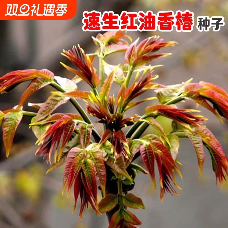 红油香椿种籽树上新鲜速生四季蔬菜种子易种植阳台庭院盆栽农作物