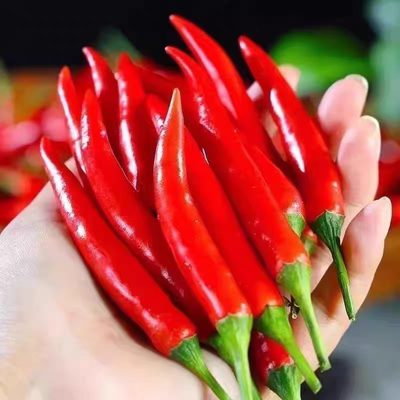 小米辣椒 新鲜批发 现摘特辣超辣薄皮土红辣椒  农家朝天椒