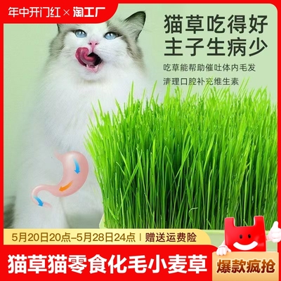 促进肠胃蠕动水培猫草盒KERLAA