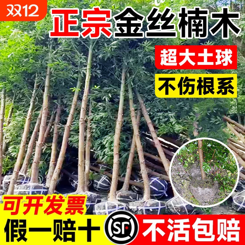 四川正宗金丝楠木树苗盆栽