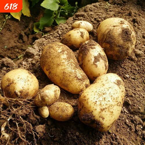 土豆新鲜蔬菜农家种植黄心土豆