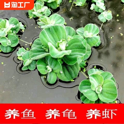 养鱼养龟鱼缸小浮萍水草水芙蓉水培水生植物种子龟缸绿植造景淡水