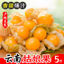 云南姑娘果大果5新鲜当季 水果整箱特产灯笼果小金豆甜菇娘果