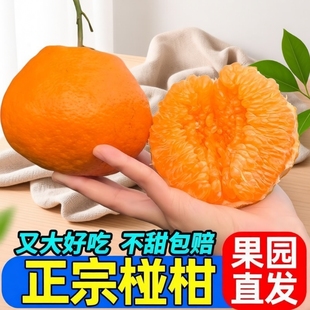 正宗高山椪柑当季新鲜橘子现摘芦柑碰柑水果非春见丑橘清香采摘