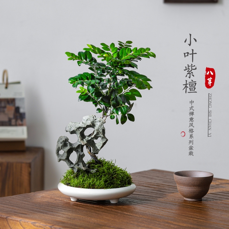 小叶紫檀盆栽诧寂风绿植