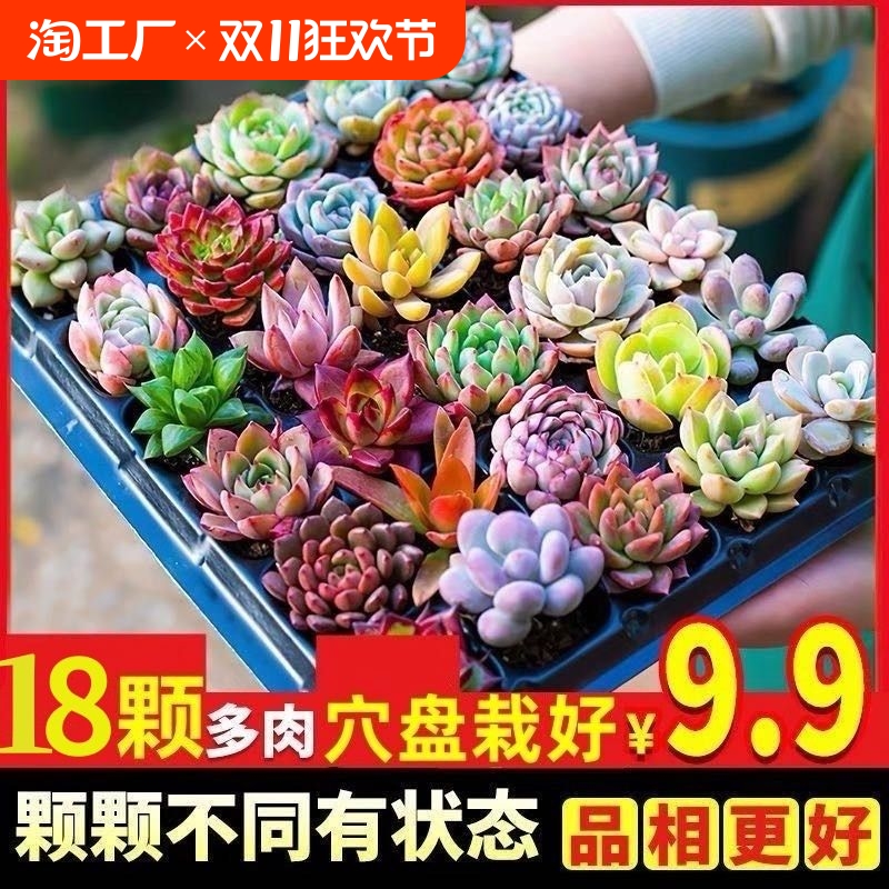 多肉植物 小盆栽批发 豪华套装多肉组合桃蛋玉露绿植花卉园艺