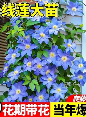 乌托邦铁线莲苗银币爬藤植物庭院耐寒绿植花卉盆栽阳台四季开花