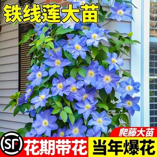 乌托邦铁线莲苗银币爬藤植物庭院耐寒绿植花卉盆栽阳台四季开花