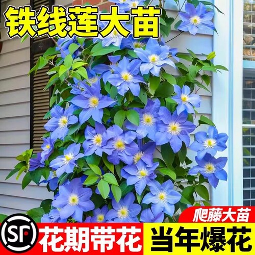 乌托邦铁线莲苗银币爬藤植物庭院耐寒绿植花卉盆栽阳台四季开花