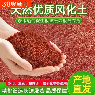 金弹子茶花多肉兰花雀舌黄杨天然酸性专用土风化土风化石颗粒土壤