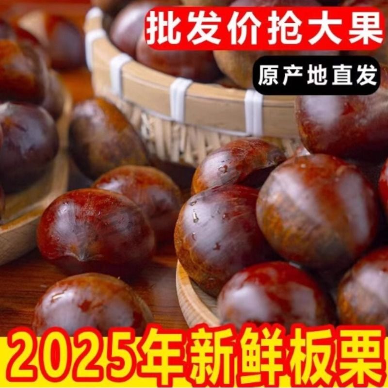 丹东板栗现摘新鲜生板栗应季蔬菜栗子