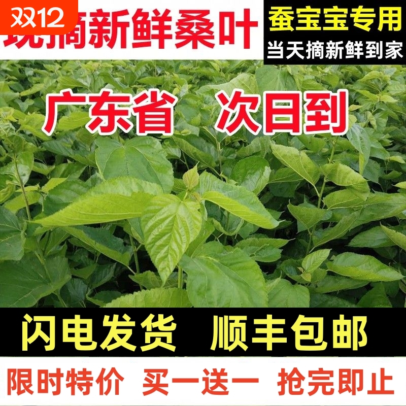 广东新鲜桑叶养蚕宝宝