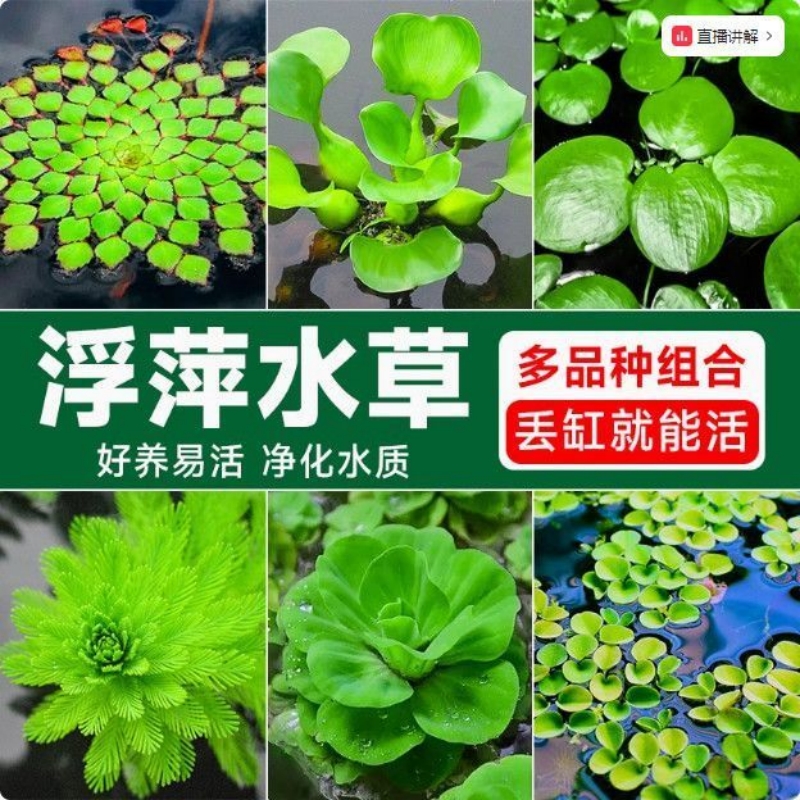 鱼缸造景真水草水族箱龟缸全套装饰摆件懒人水草花卉共养水草套餐