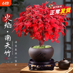 火焰南天竹盆栽树苗矮化小盆景室内耐寒绿植物好养庭院桌面耐阴