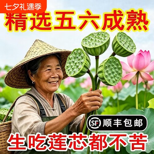 新鲜莲蓬现摘现发顺丰湖北特产