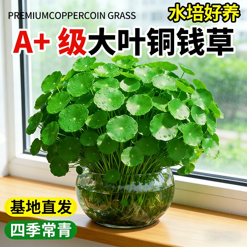 铜钱草水培植物大叶鱼缸水养绿植金钱草四季好养客厅室内外花卉